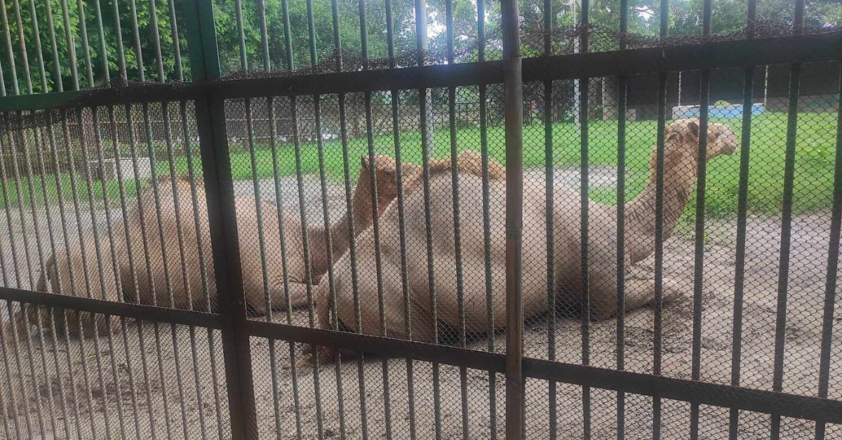 camels kept in zoo